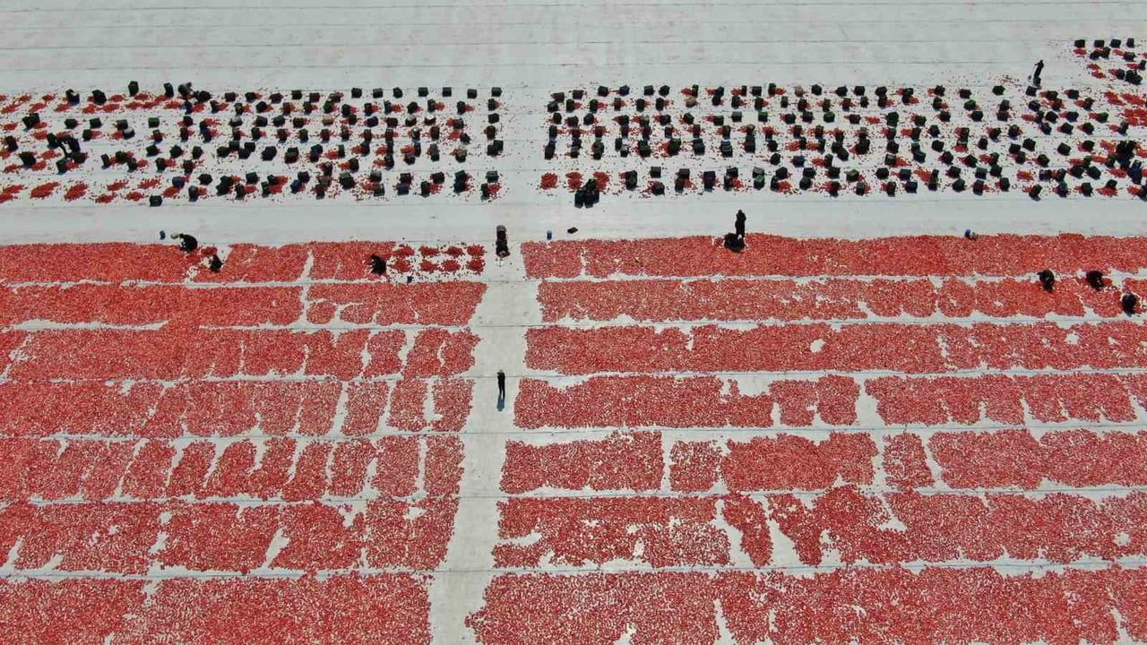 Torbalı ovasında güneşte kuruyan domatesler dünya pazarına hazırlanıyor