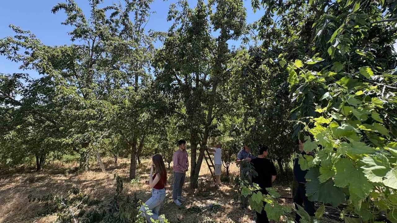 Tosya'da kiraz yedikten sonra öldükleri iddia edilen çift yan yana toprağa verildi