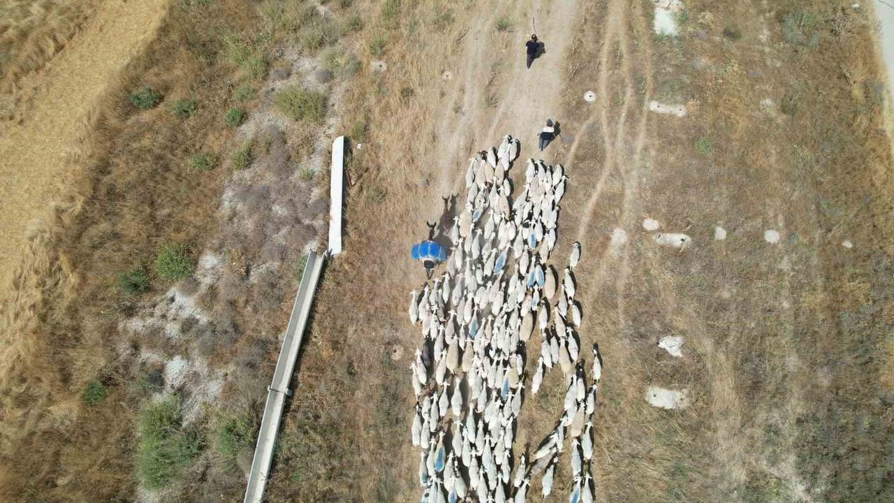 Tozlu dönüş: Konya ovası koyunlarının sabah yolculuğu