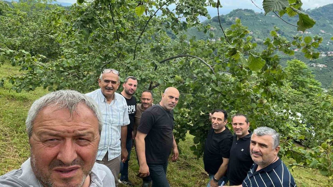 Trabzon'da fındık rekolte tespiti çalışmaları başladı