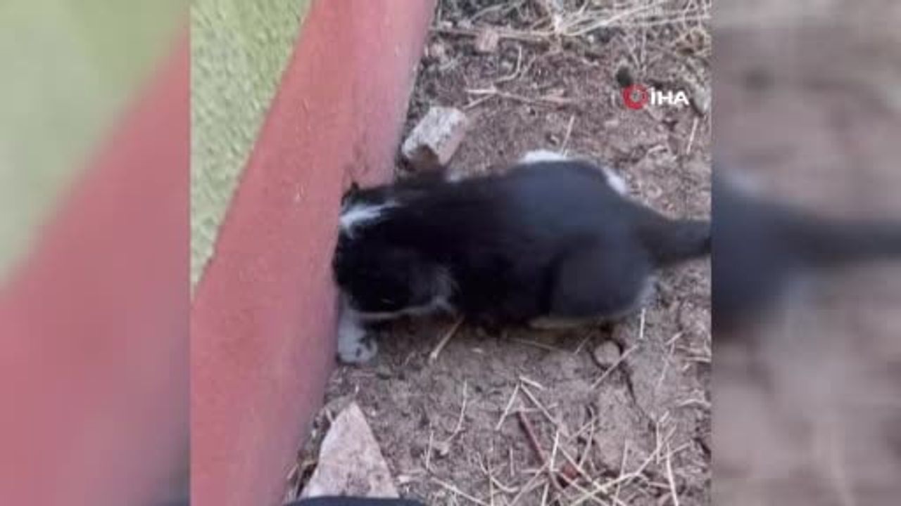 Trafo deliğine başı sıkışan kedi kurtarıldı