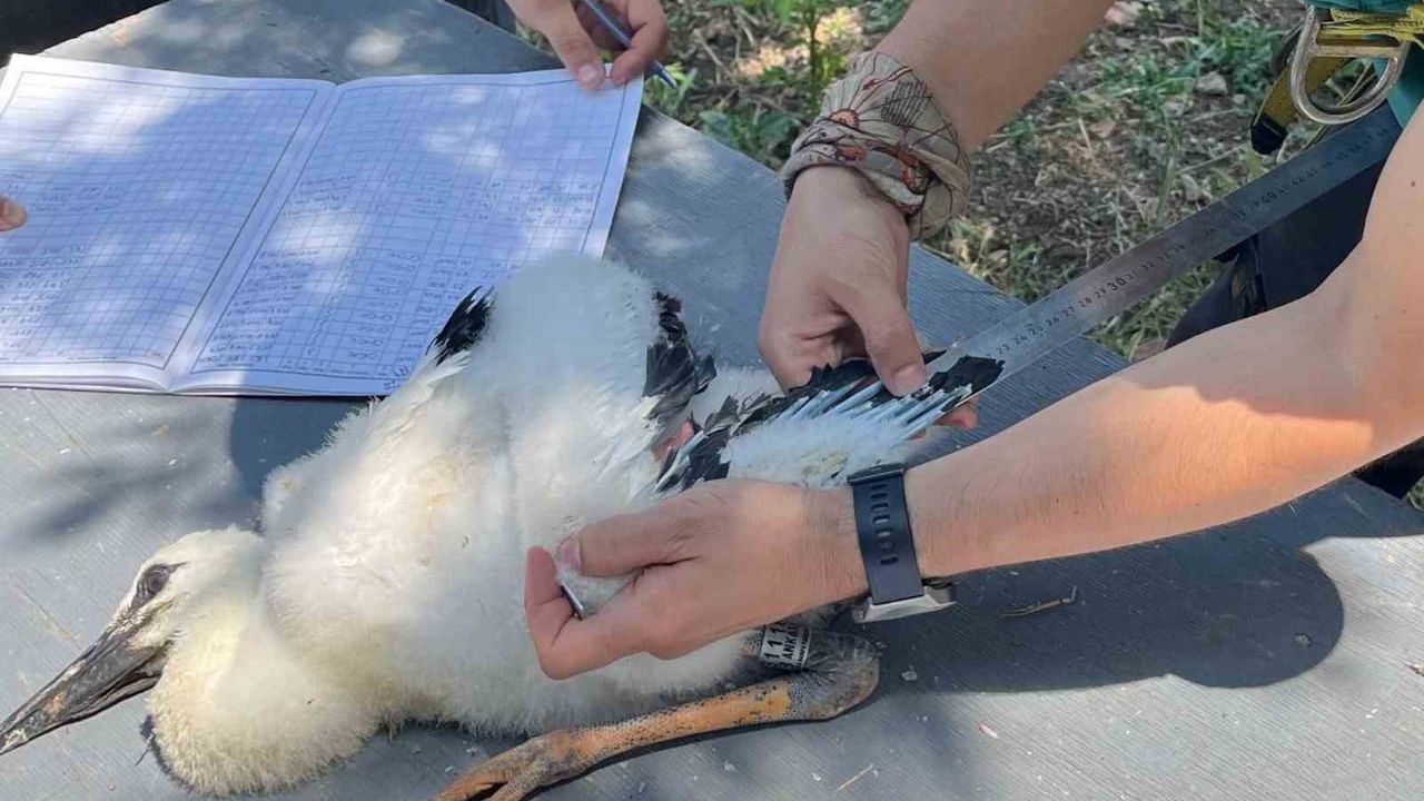 Trakya'da şah kartalların göçü GPS ile izlenecek