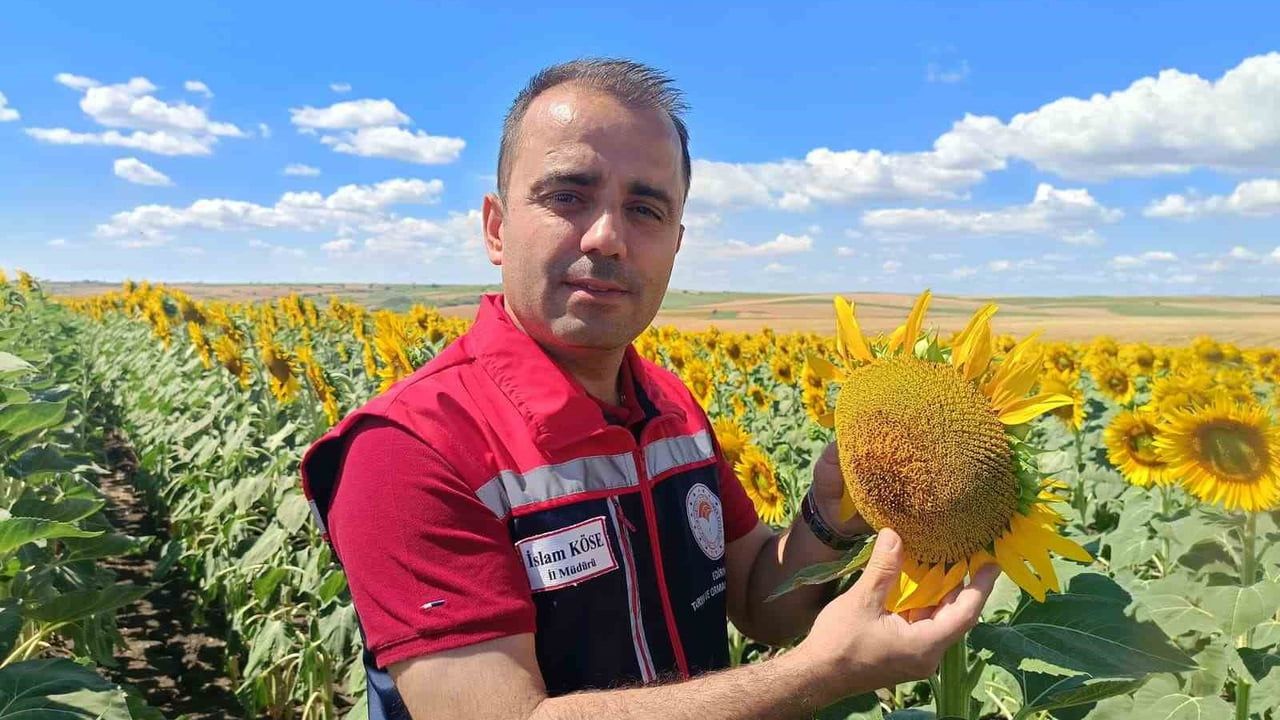 Trakya’nın sarı gelininden 250 bin tonluk üretim umudu