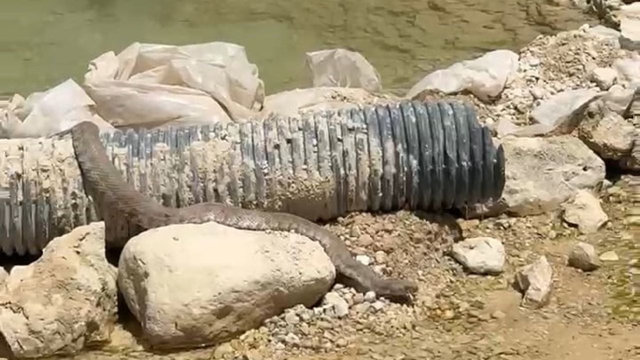Tunceli'de koca engerek yılanı görüntülendi