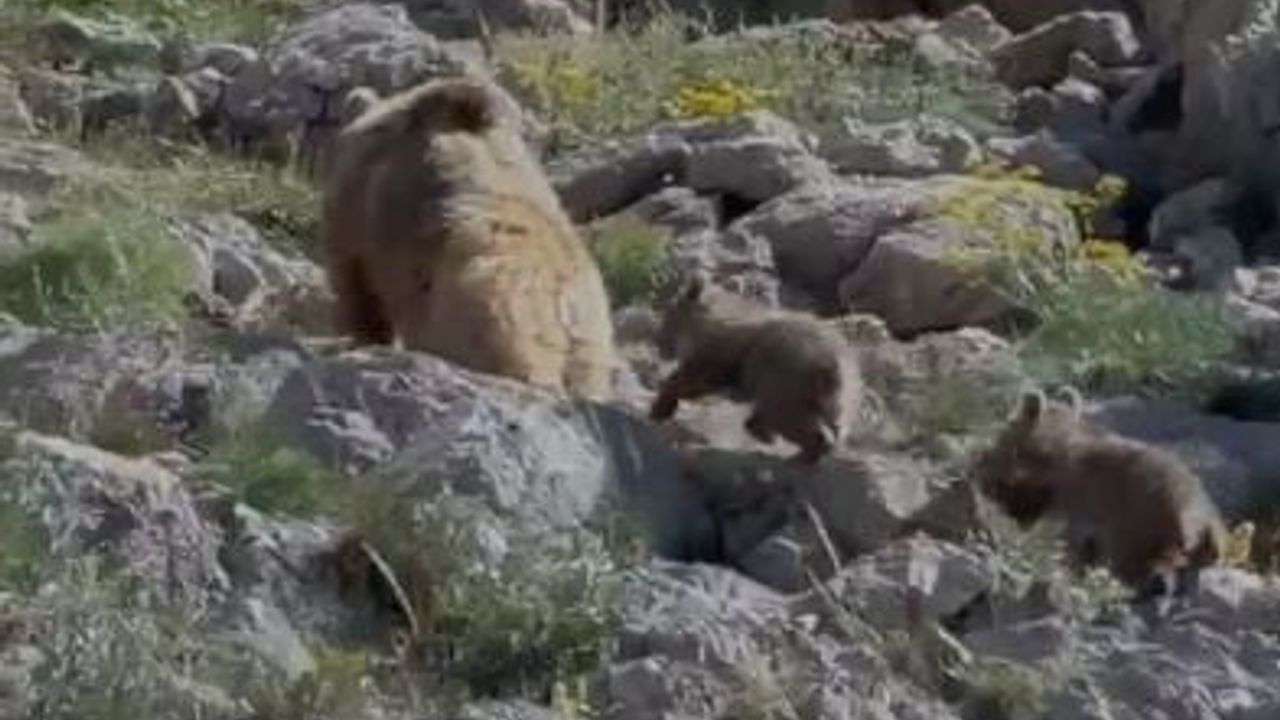 Tunceli Ovacık'ta anne ayı ve yavruları görüntülendi
