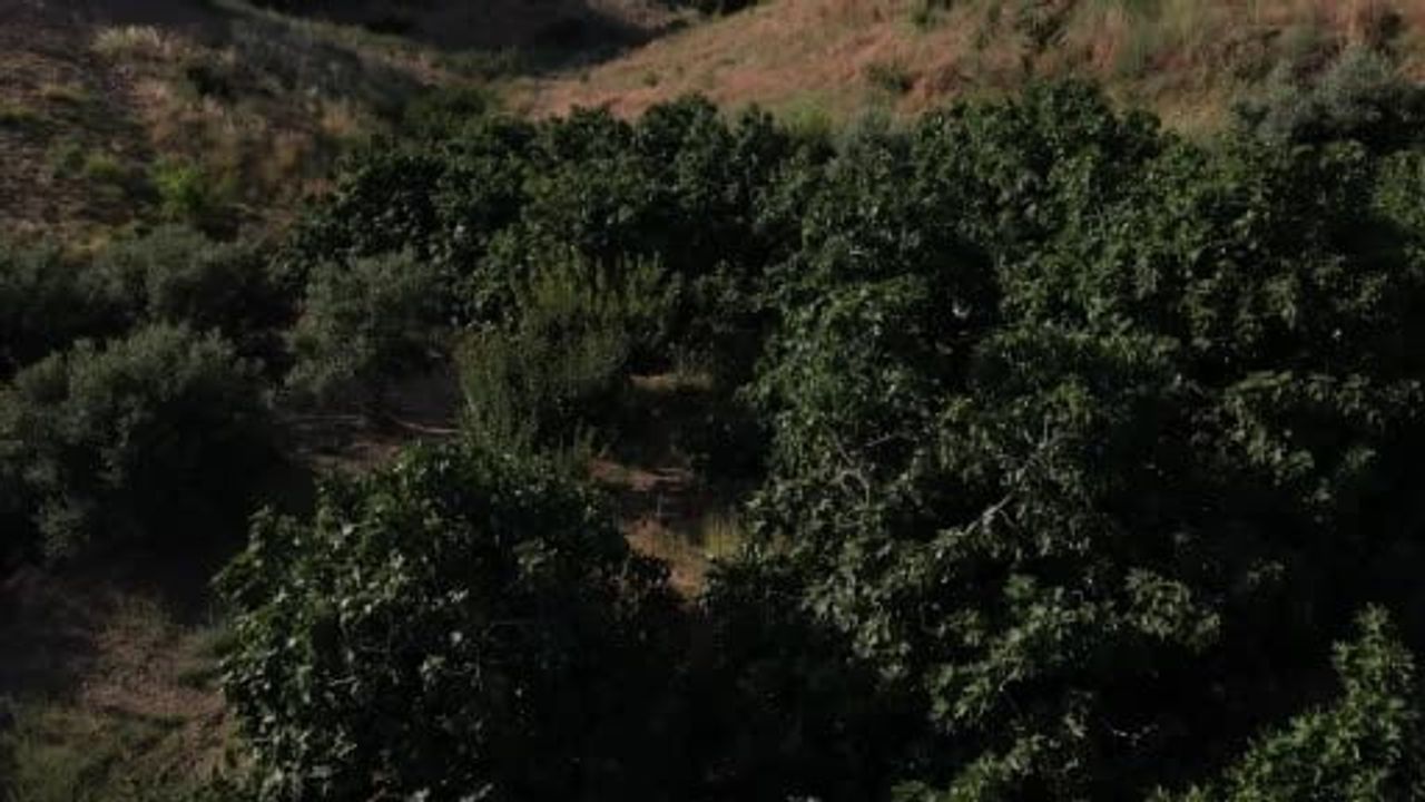 Turgutlu'nun yediveren incirinde ilk hasadın son günleri