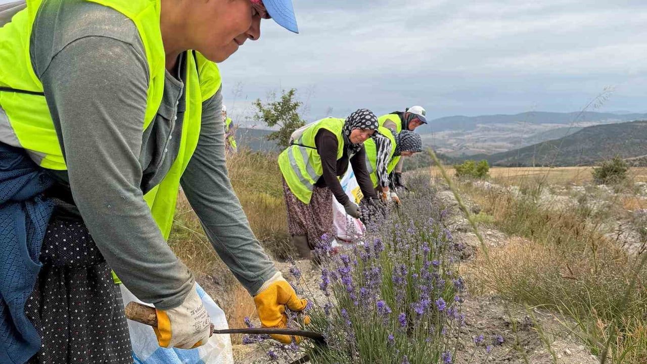 Türkiye'ye lavanta ihracatıyla 5 yılda 765 bin dolar döviz girdisi sağlandı