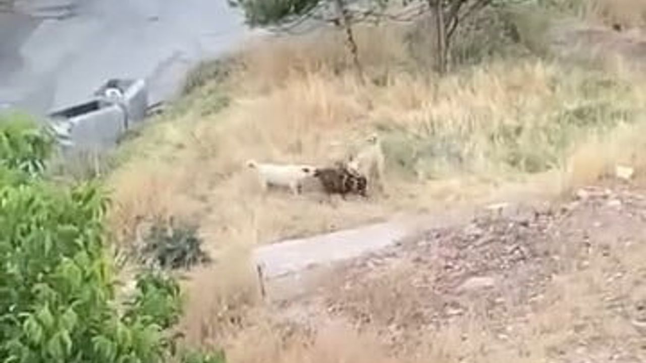 Ulukent'te sürü köpeklerinin saldırısında iki keçi telef oldu