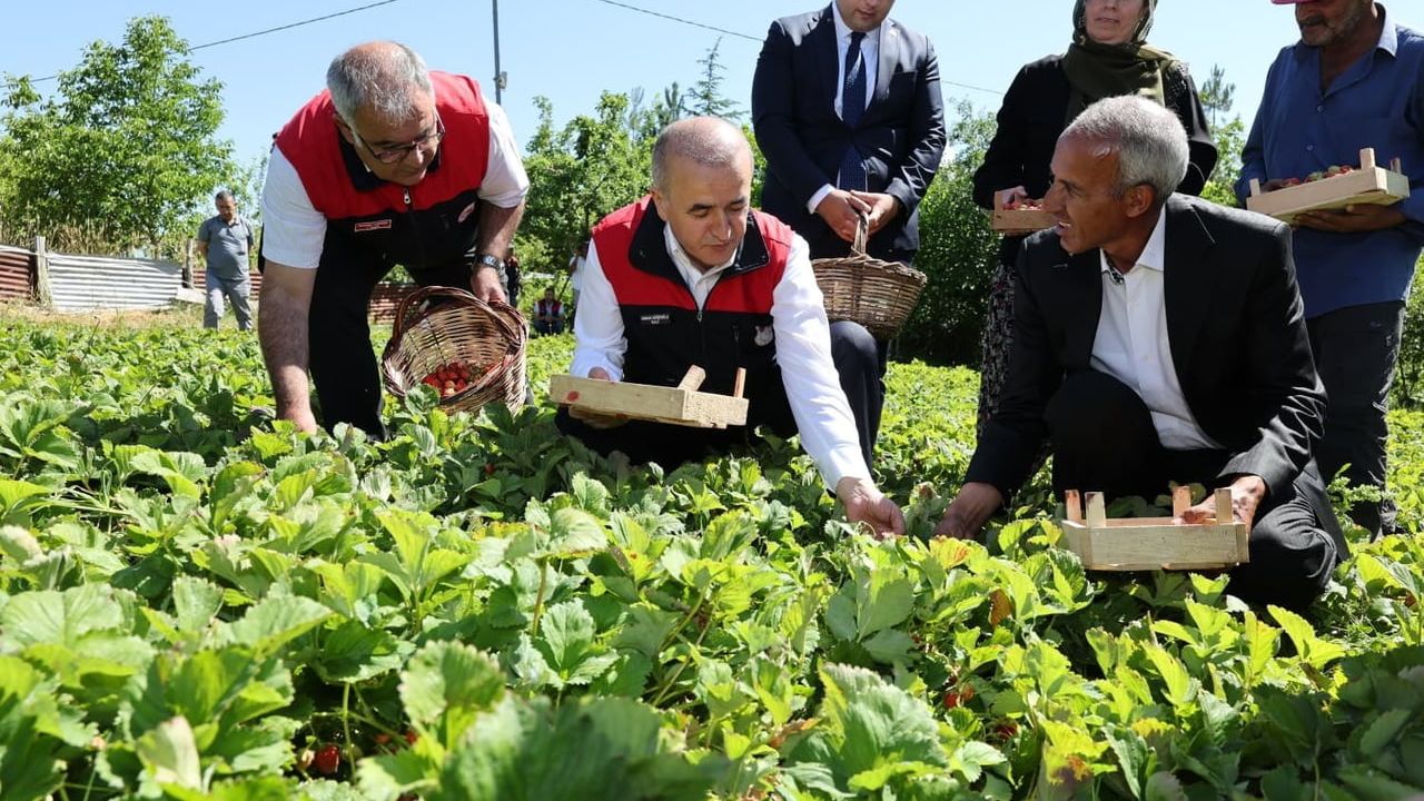 Vali Hatipoğlu Yenibahçe'de çilek hasadına katıldı