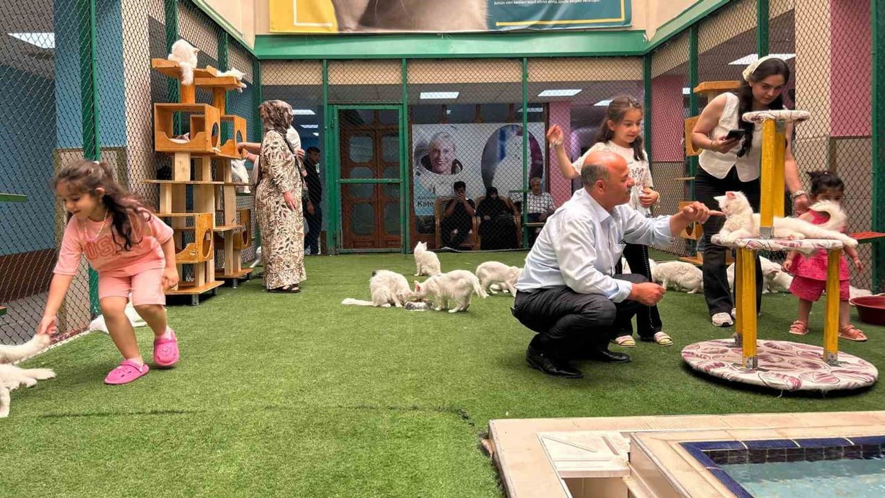 Van kedileri yaz sezonunda kentin en çok ilgi gören simgesi oldu