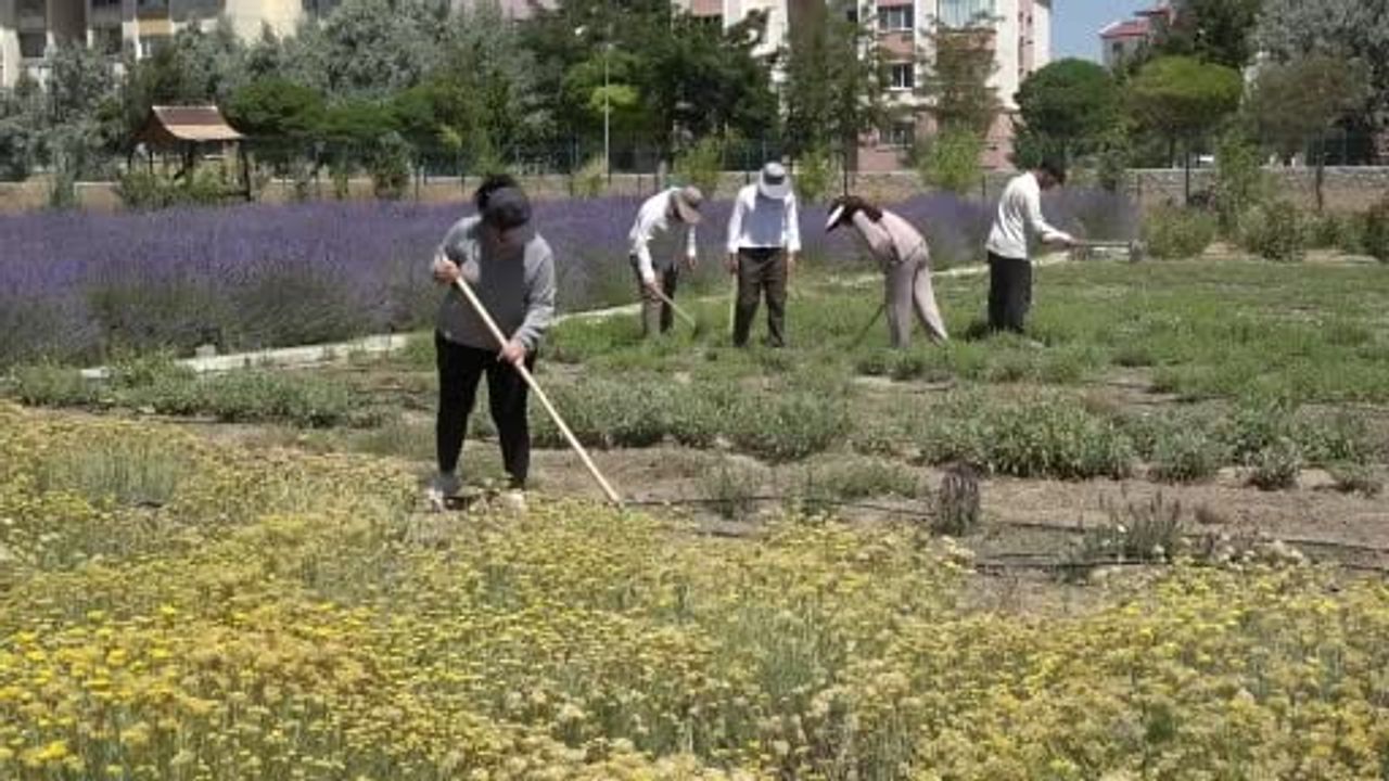 Van YYÜ'nün 300 türü bir arada buluşturan bahçesi renk ve koku şöleni sunuyor