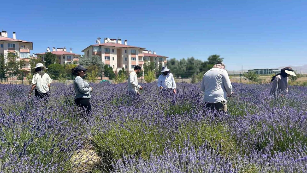 Van YYÜ'nün tıbbi ve aromatik bahçesi: 300 türle renk ve koku armonisi