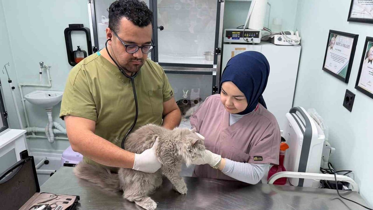 Veteriner kliniğini karıştıran sokak kedisinin deprem anları gündem oldu