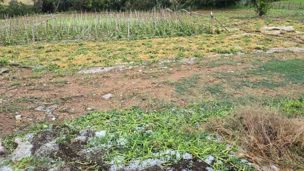 Vezirköprü'de dolu ve sağanak tarım arazileri ile yapılara zarar verdi
