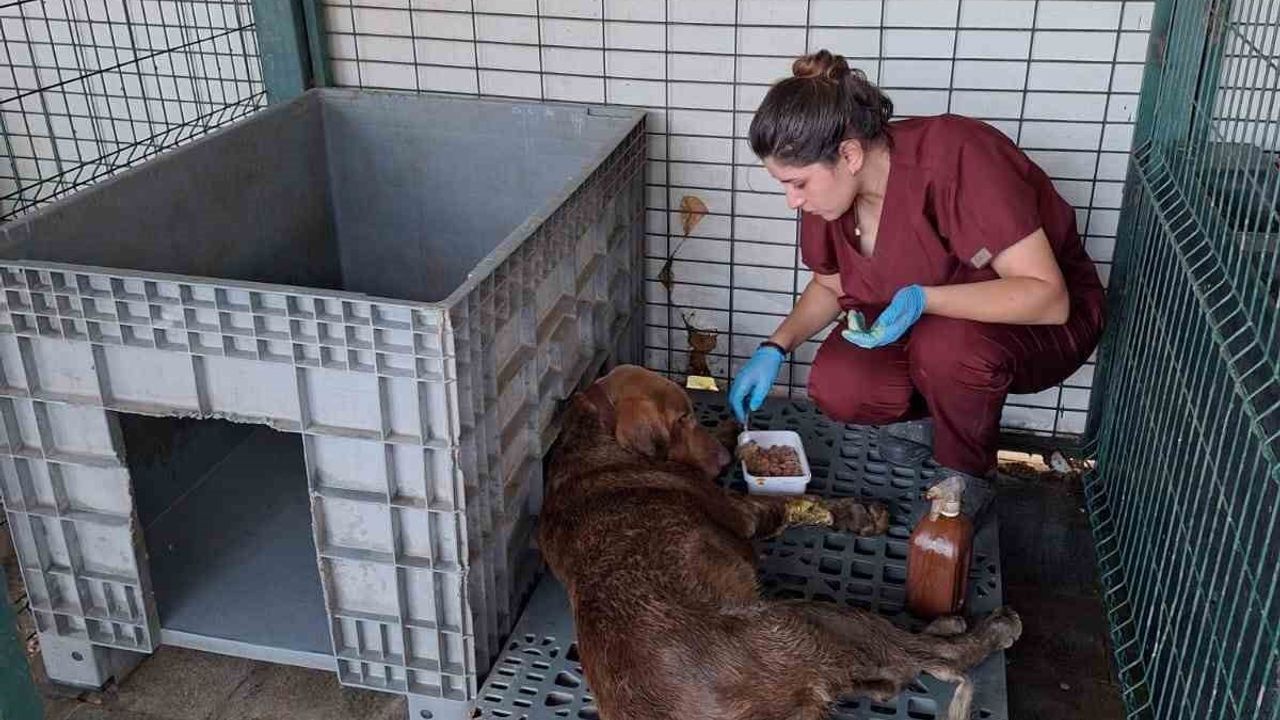 Yalova'da 3 gün su kuyusunda mahsur kalan köpek kurtarıldı