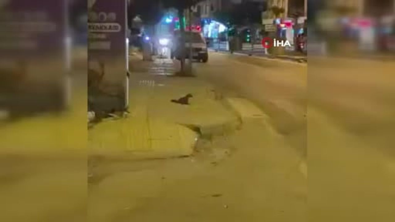 Yalova şehir merkezinde sansar görüntülendi