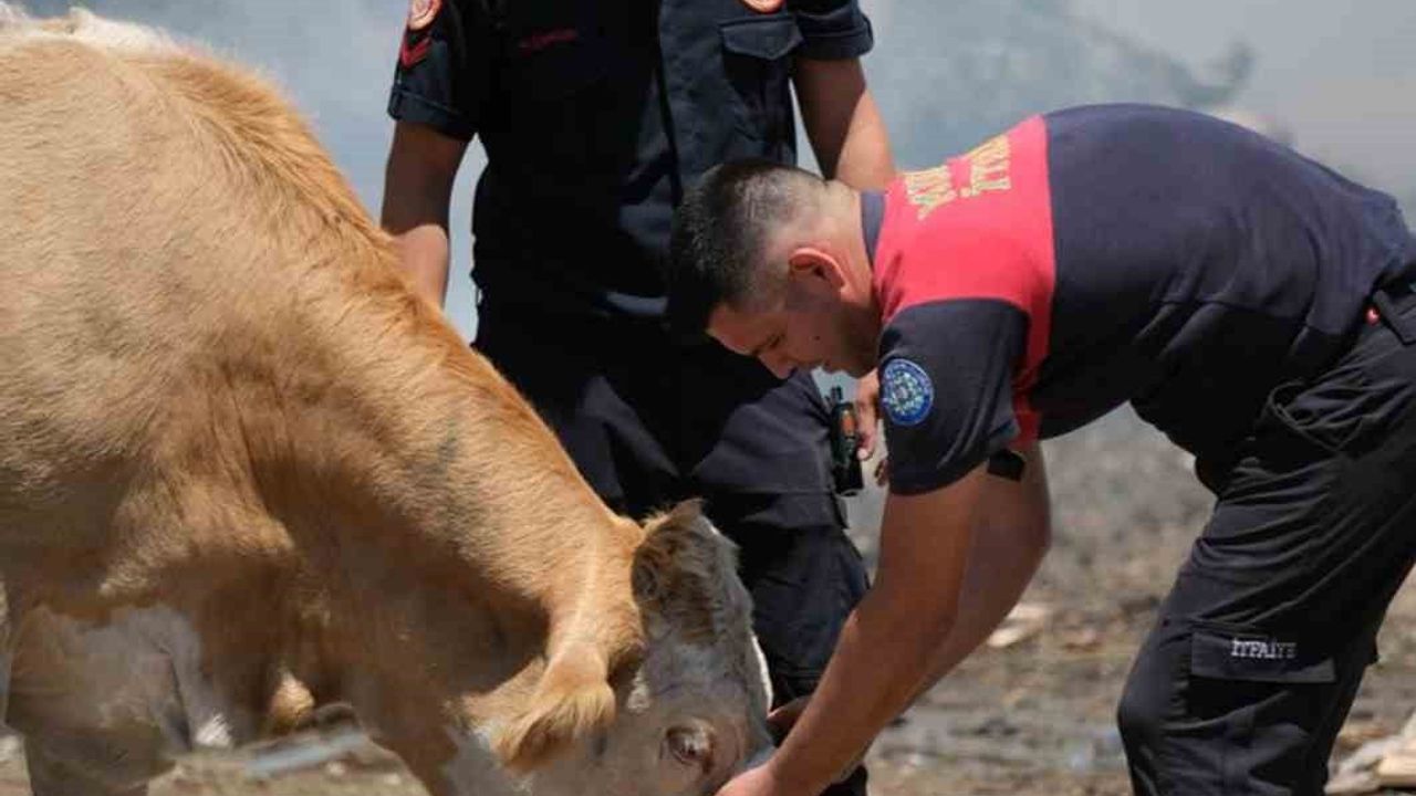Yangın bölgesinde susayan ineklere temiz can suyu