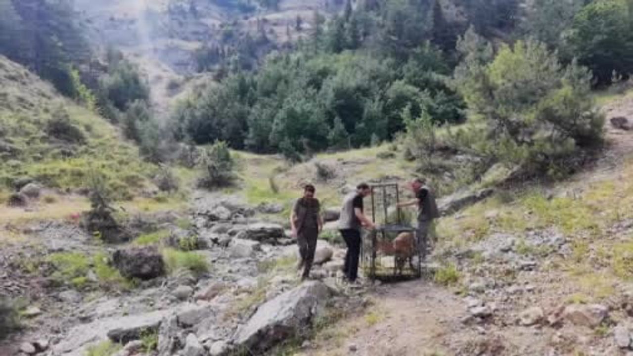 Yaralı dağ keçisi tedavi edilip doğaya bırakıldı
