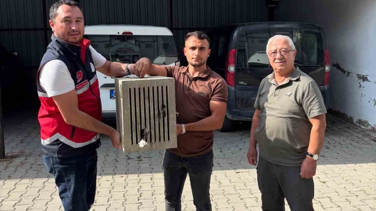 Yaralı leylek Devrekani'de ilk müdahale sonrası doğaya dönmeyi bekliyor