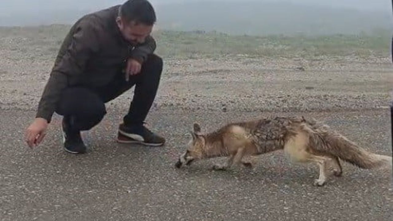 Yayla yolunda Bayburtlu ailenin kekle beslediği tilki görüntülendi