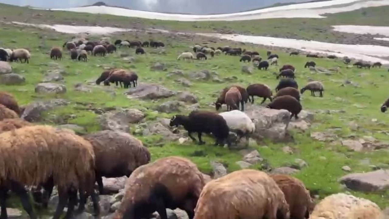 Yaylada iki mevsim: Çakırbey'de yeşil meralar ve kar bir arada