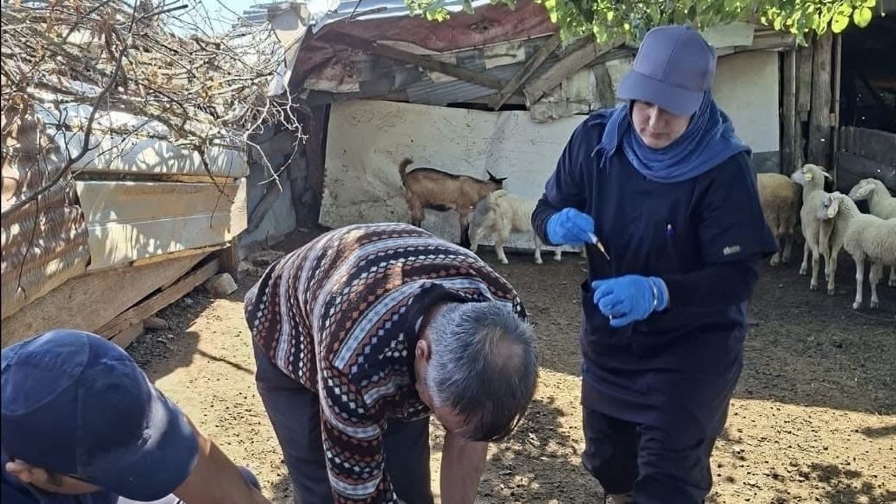 Yaylada küçükbaşlara aşı ve küpe ile sağlık garantisi