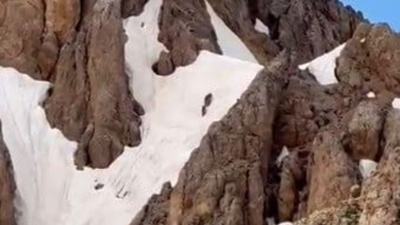 Yaz ortasında karlı zirvede ayılar görüntülendi