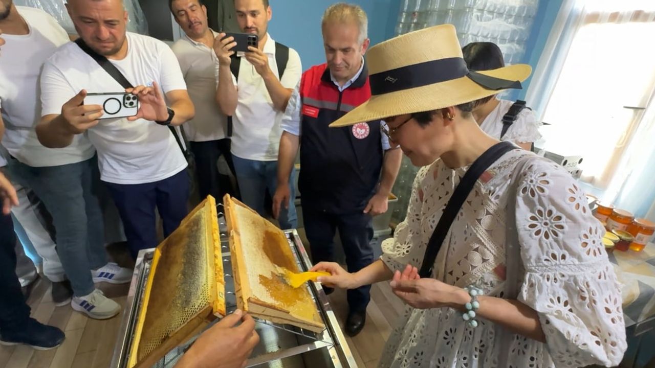 Yenice'de coğrafi işaretli ıhlamur balı hasadı yerelden küresele taşınıyor