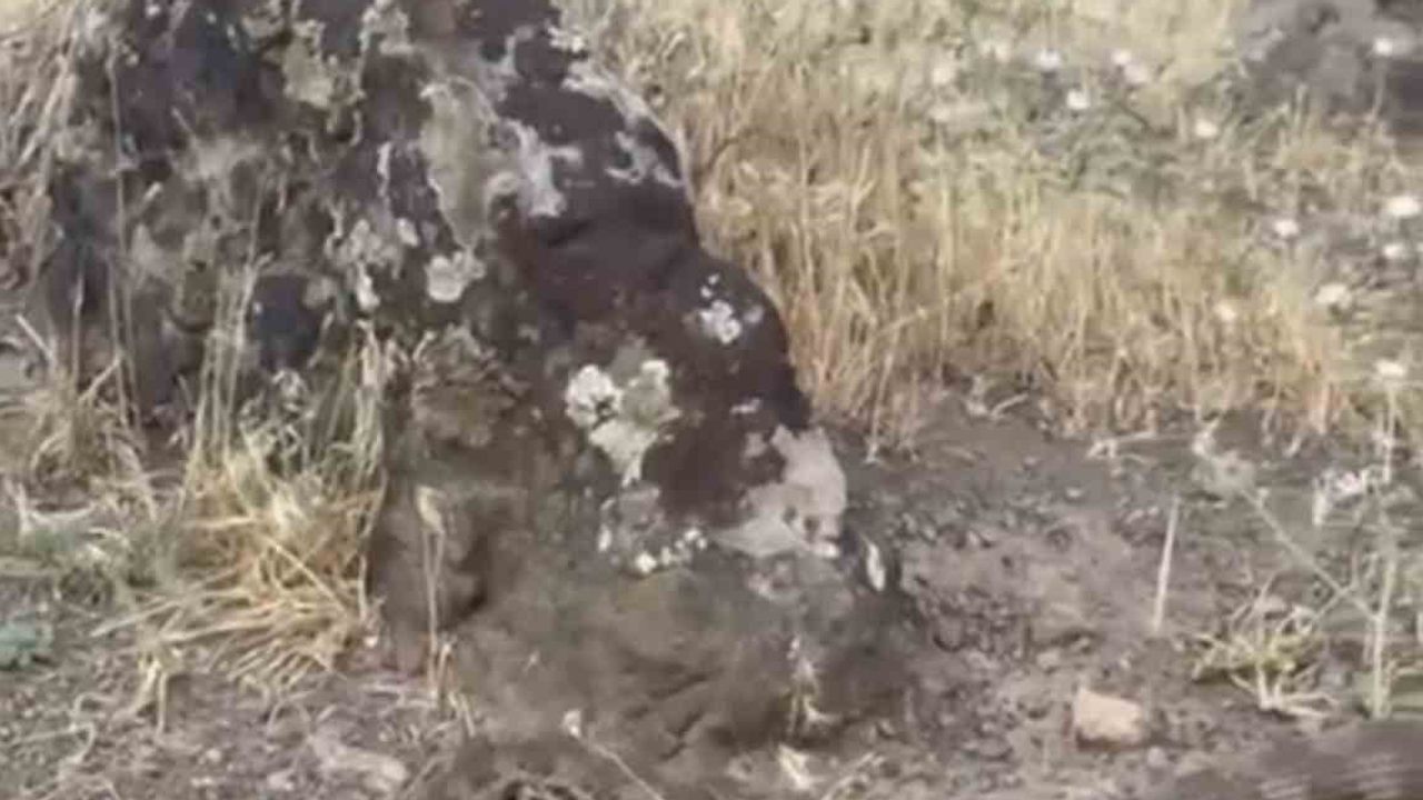 Yerleşim alanına giren koca engerek ekiplerin müdahalesiyle doğaya bırakıldı