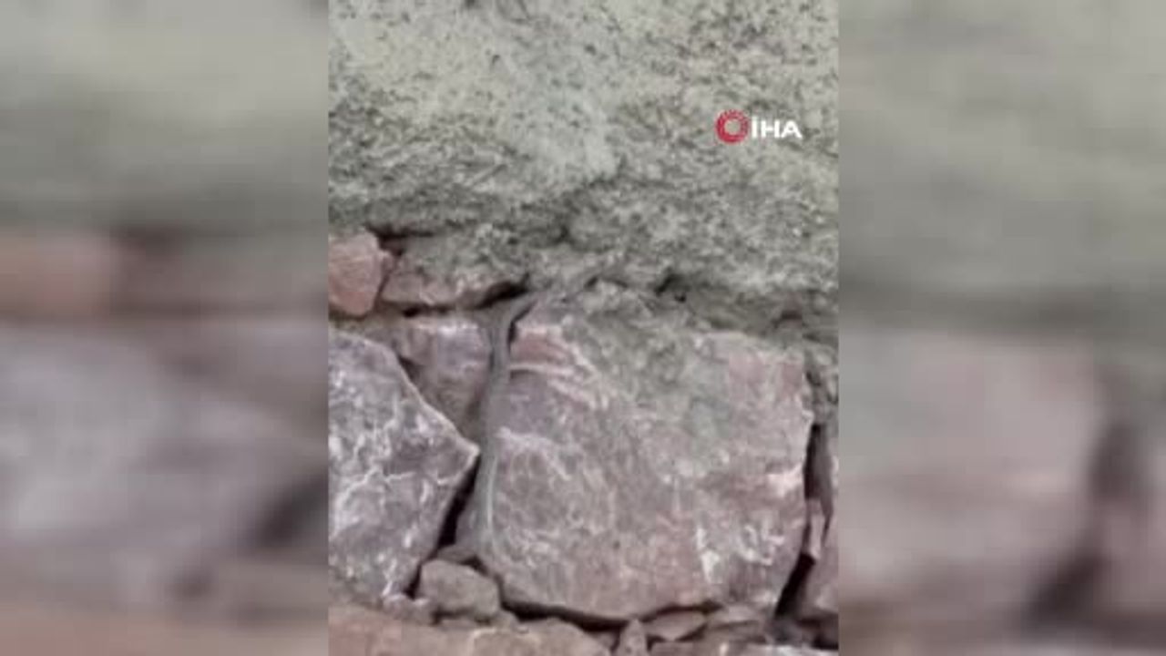 Yılanlar evlerini kabusa çeviren aile destek istiyor