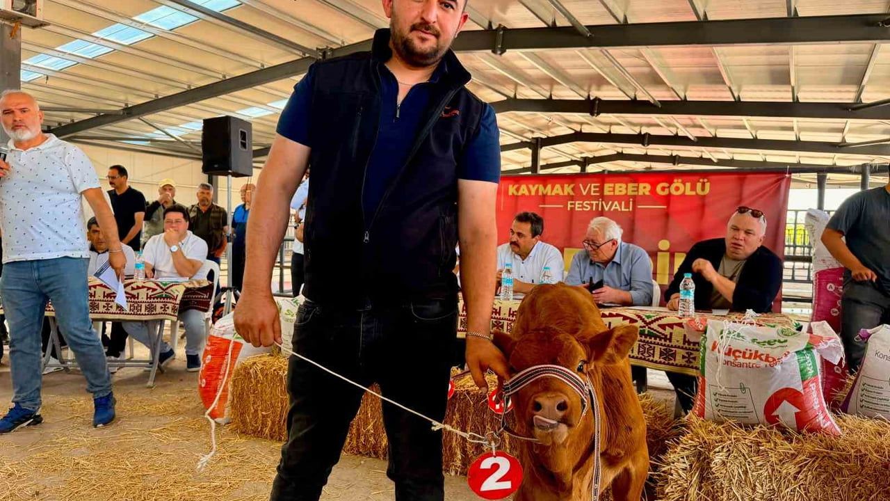Yılın en güzel buzağısı 40 günlük limousin oldu