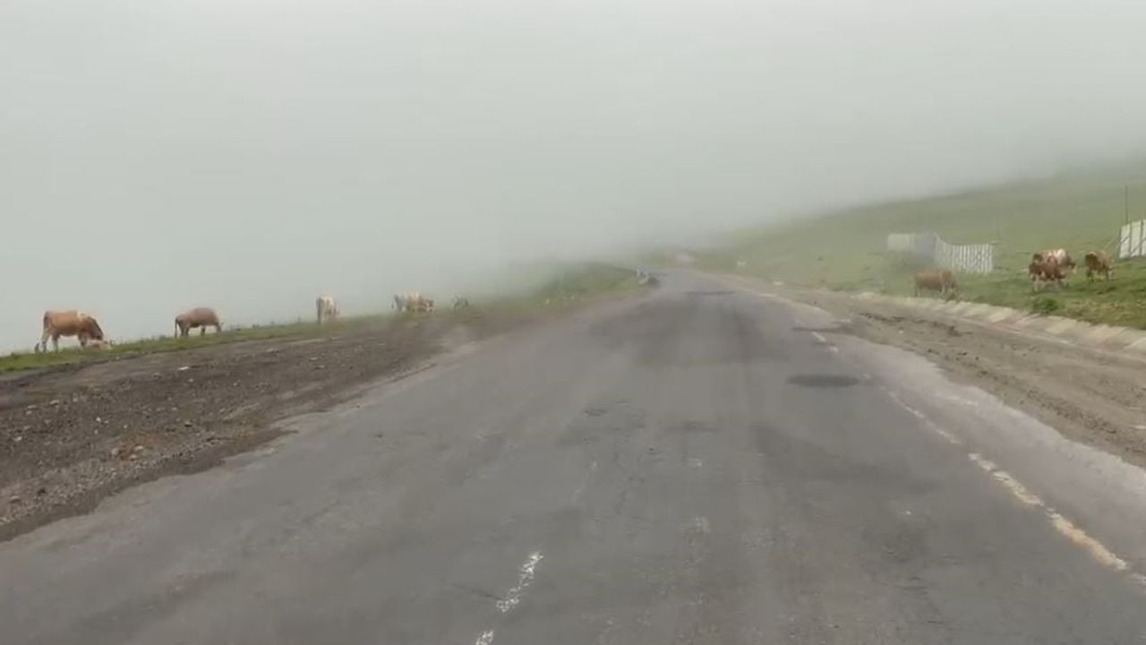 Yoğun sis Ardahan-Posof kara yolunda ulaşımı etkiledi