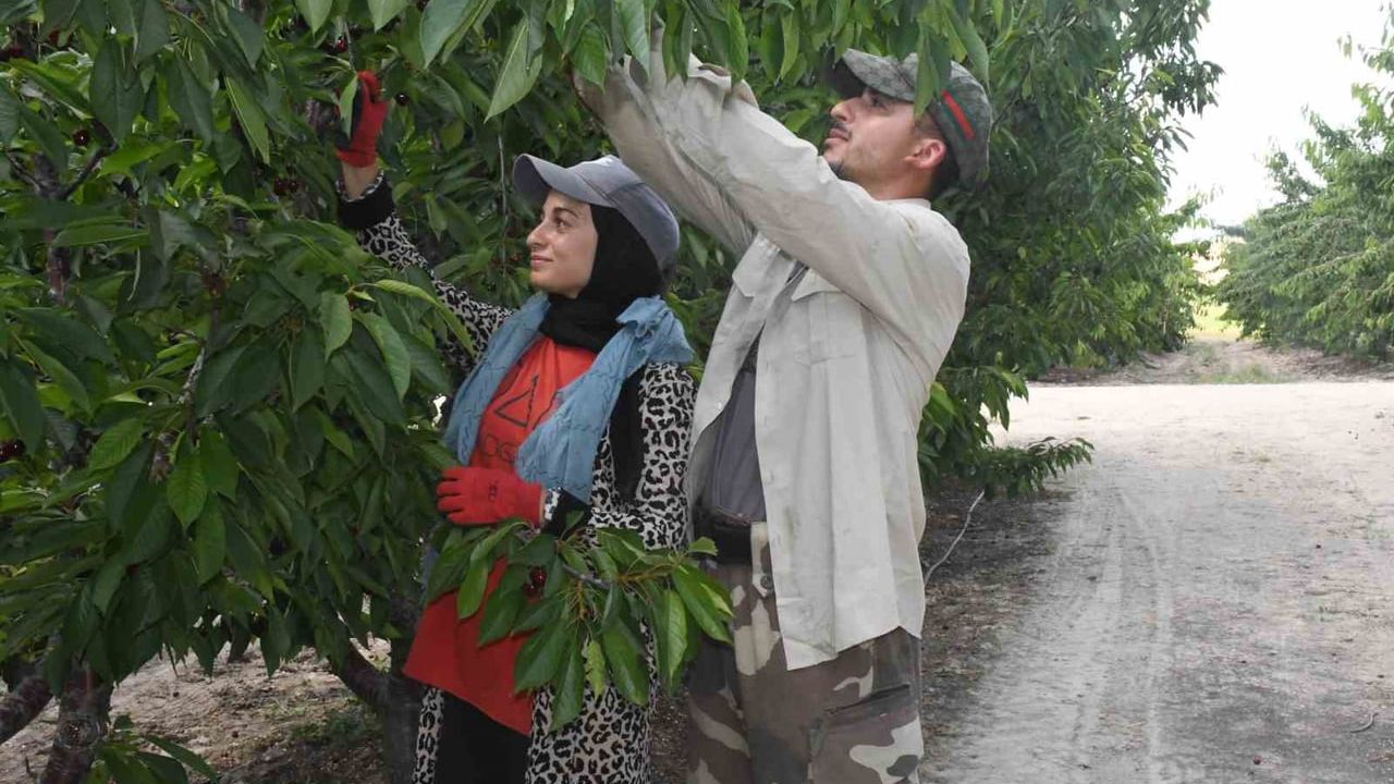 Yozgat’ta 164 dönümlük bahçede günlük 10 ton kiraz hasadı