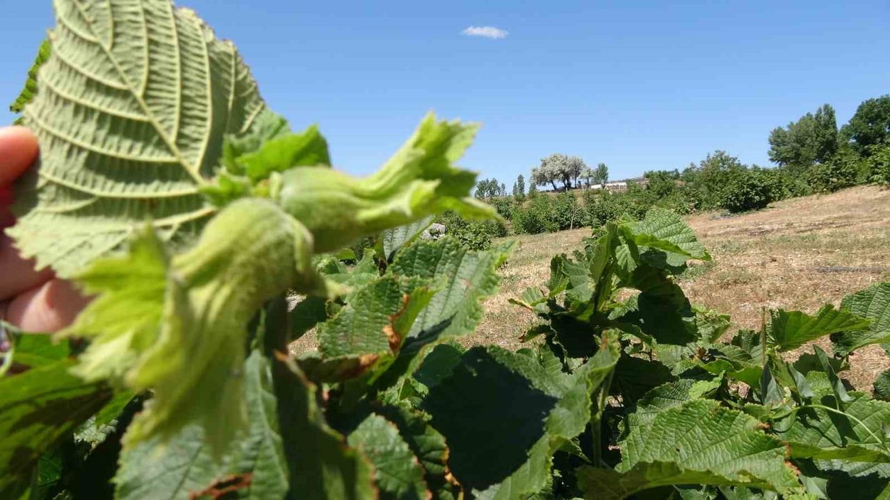 Yozgat'ta bozkırda fındık üretimi denemesi ürün vermeye başladı