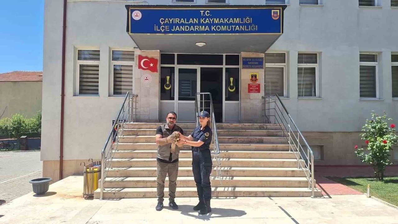 Yozgat'ta Çayıralan kırsalında yaralı şahin koruma altına alındı