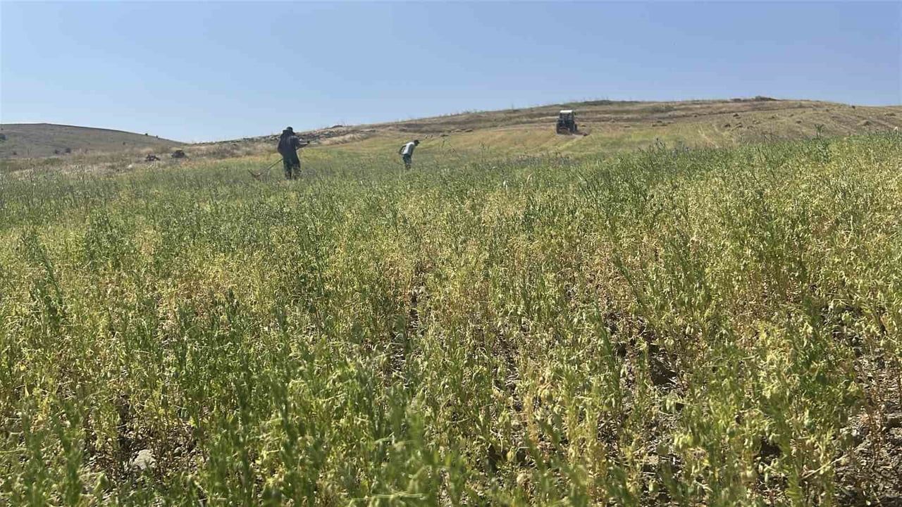 Yozgat'ta mercimek hasadı başladı, verim beklentisi yükseldi