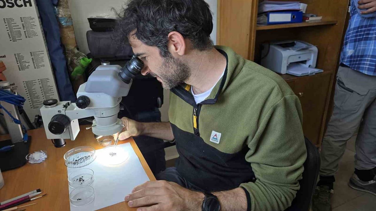Yozgat: yeşil mercimeğin kökenleri Uşaklıhöyük bulgularıyla Geç Bronz Çağı'na uzanıyor