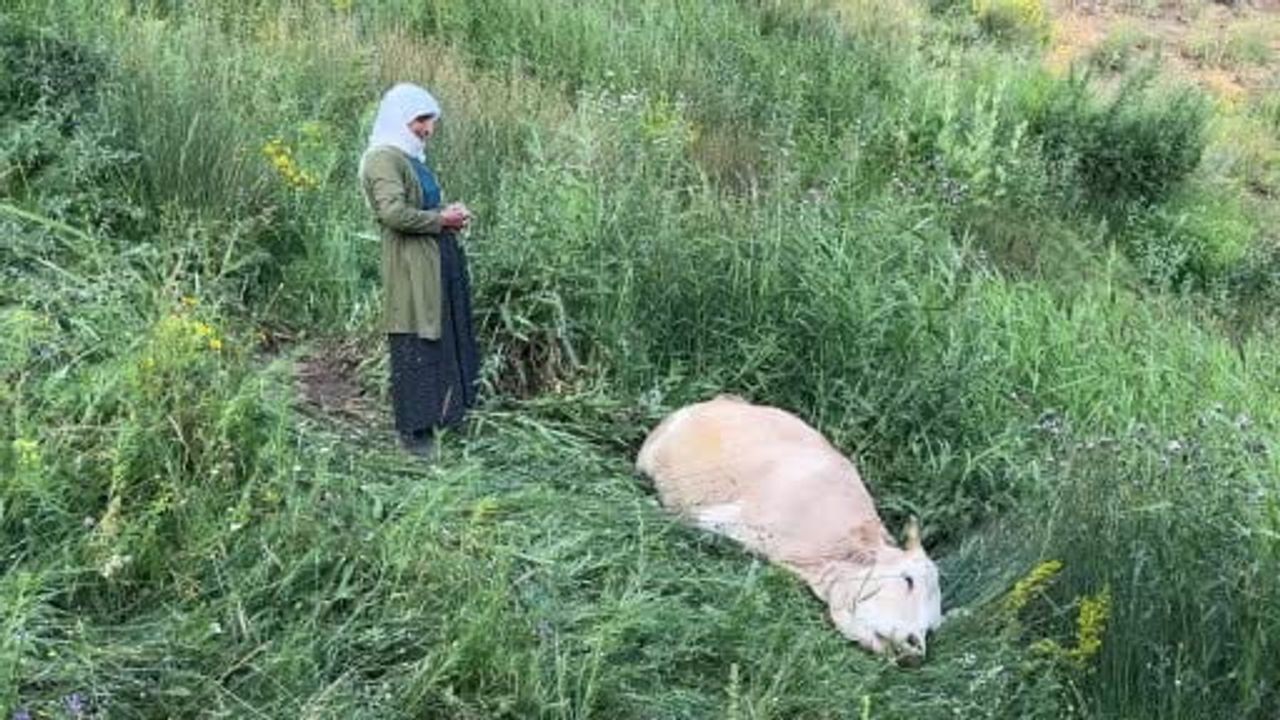 Yüksekova'da 7 çocuk annesi Ayni Özbek'in ineğine sarılarak saatlerce ağlayışı