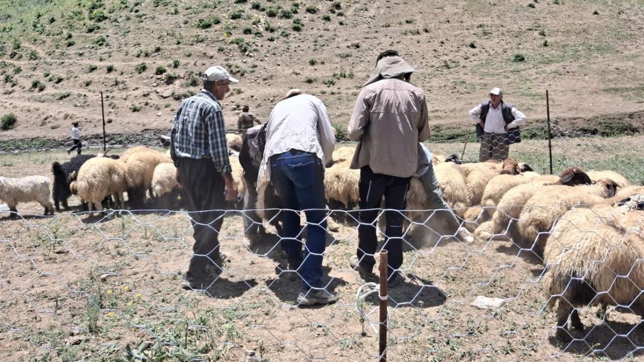 Yüksekova’da küçükbaş hayvanların aşılama ve kimliklendirme çalışmaları sürüyor