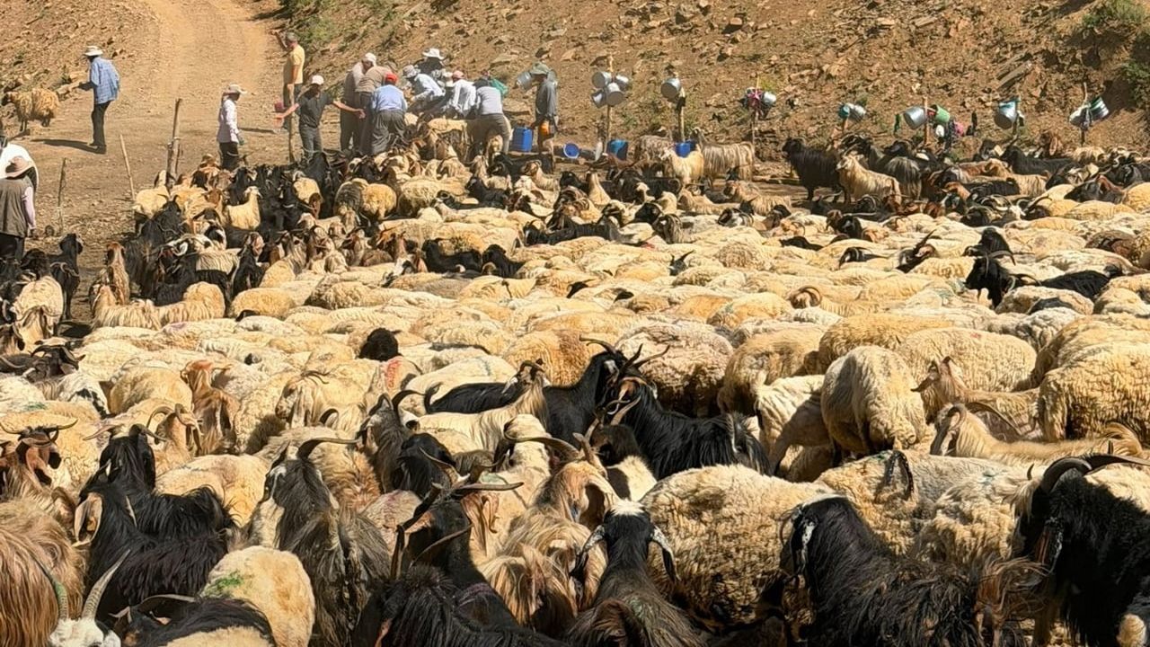 Yüksekova’da şarbon aşılaması sürüyor, üreticilerin mağduriyeti önleniyor