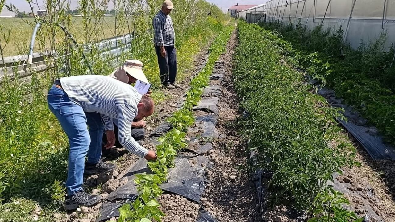 Yüksekova’da sera ve bahçelerde denetim