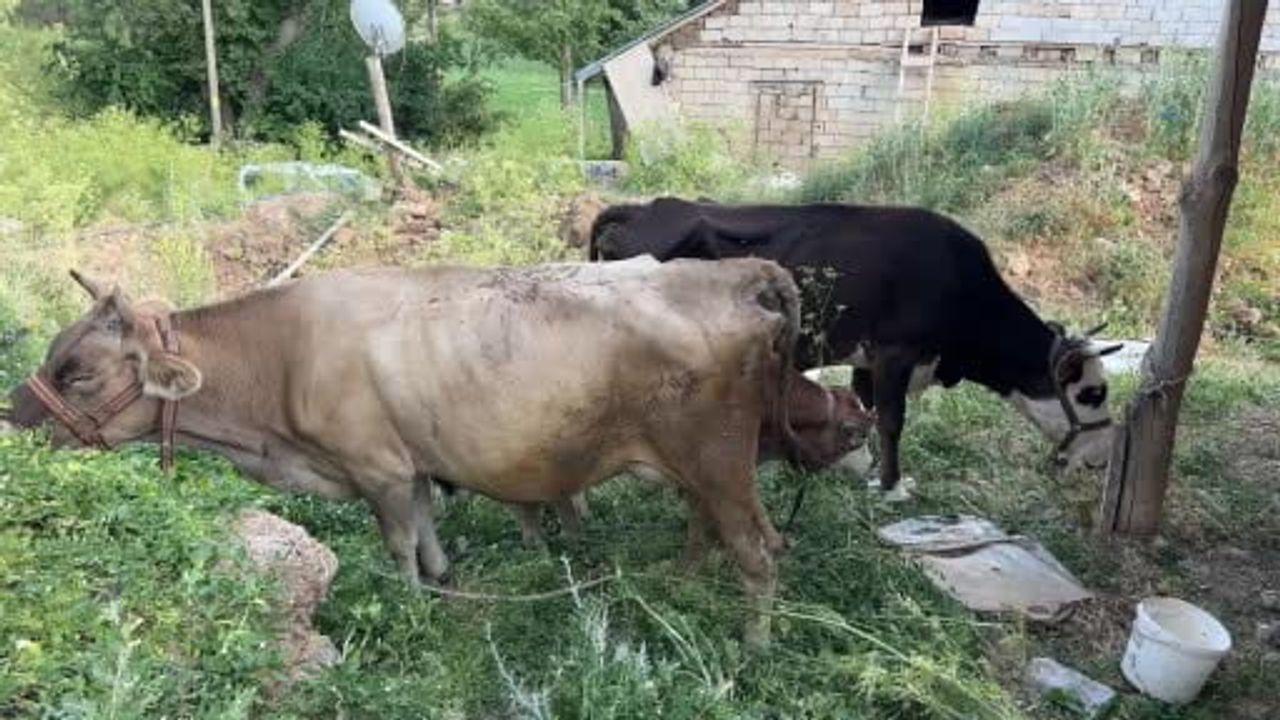 Yürekleri saran dayanışma: ineğini kaybeden Ayni teyzenin yüzü güldü