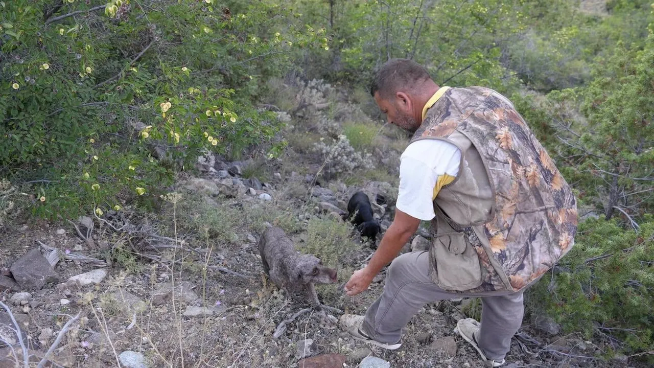 Yusufeli'nde eğitimli köpeklerle trüf eğitimi: üreticilere sürdürülebilir toplama öğretildi