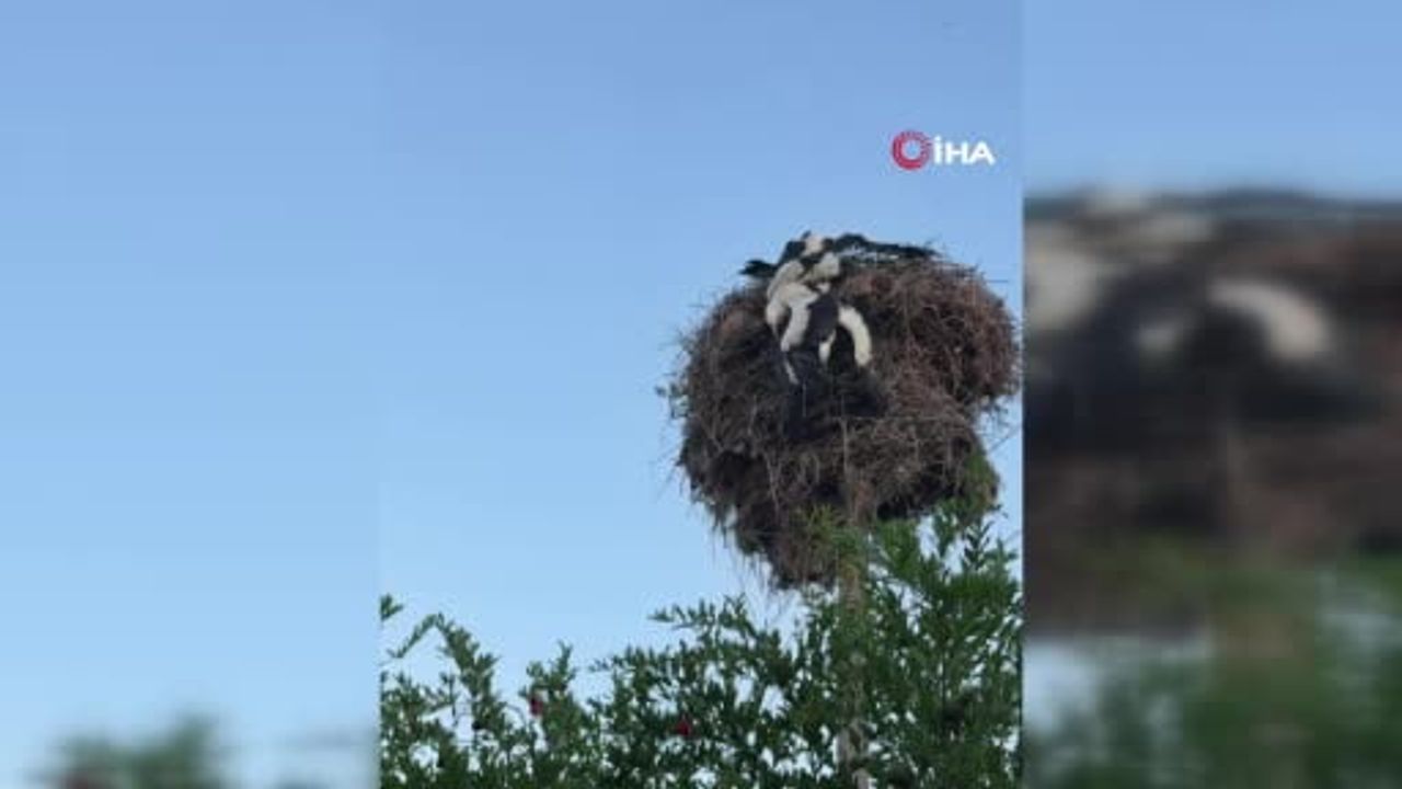 Yuvalarında kördüğüm olan 3 yavru leyleği itfaiye ekipleri kurtardı