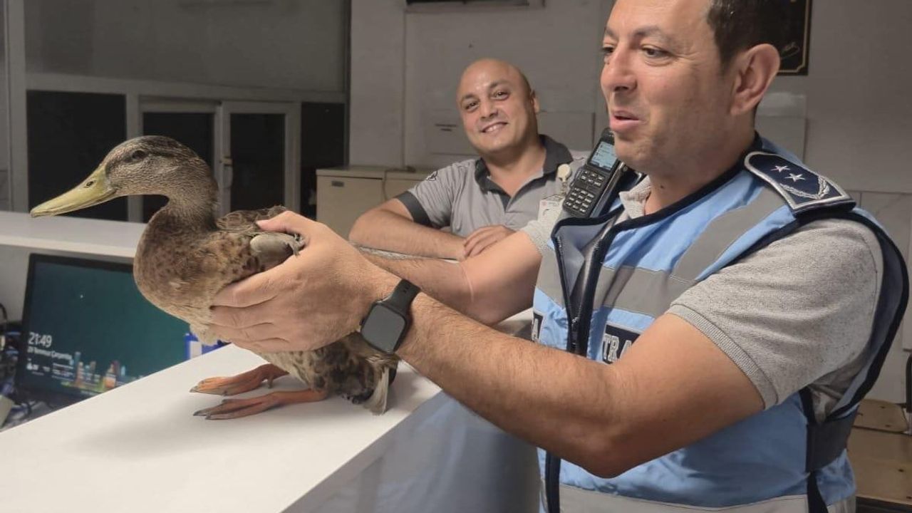 Zabıta taksi denetimi sırasında yol ortasındaki ördeği kurtardı