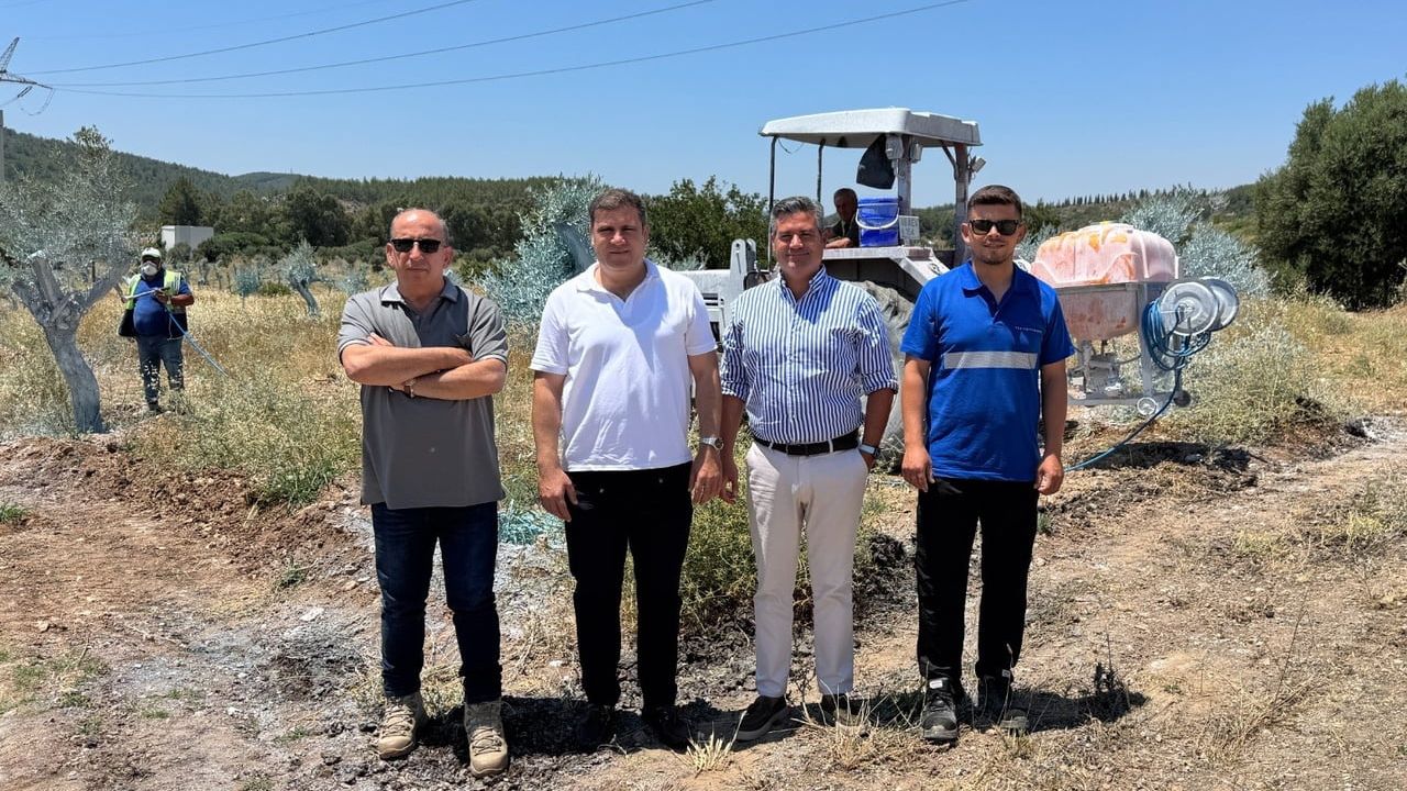 Zeytinler büyüyor, Milas kazanıyor