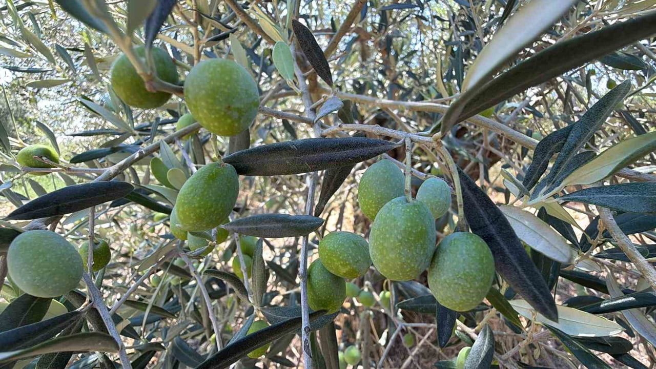 ABD'nin gümrük tarifesi Türk zeytinyağı ihracatında rekabeti daraltıyor
