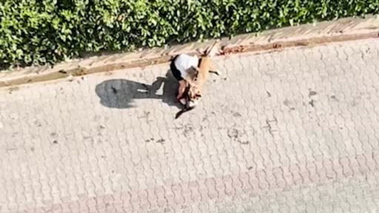 Adana'da ağızlıksız pitbull saldırısı: sahibine 95 bin lira ceza