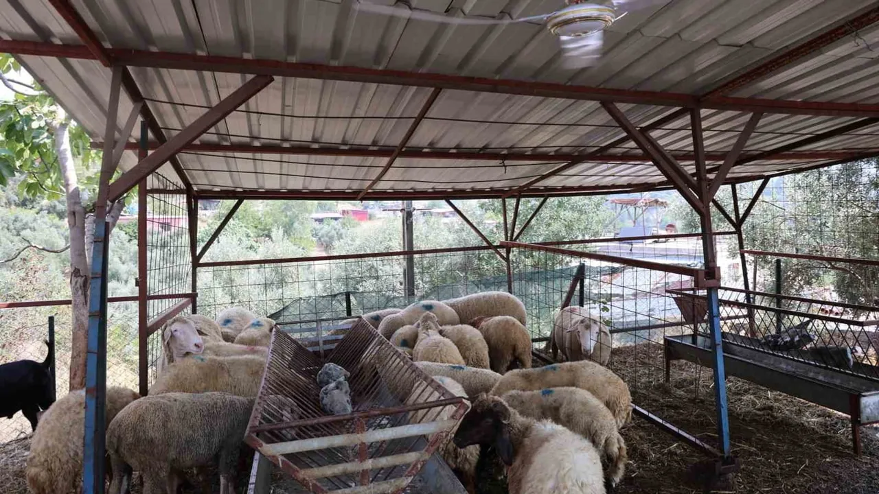 Adana'da sıcaklıkla başa çıkan yetiştirici: koyunlarını buzlu su ve fıskiye ile serinletiyor