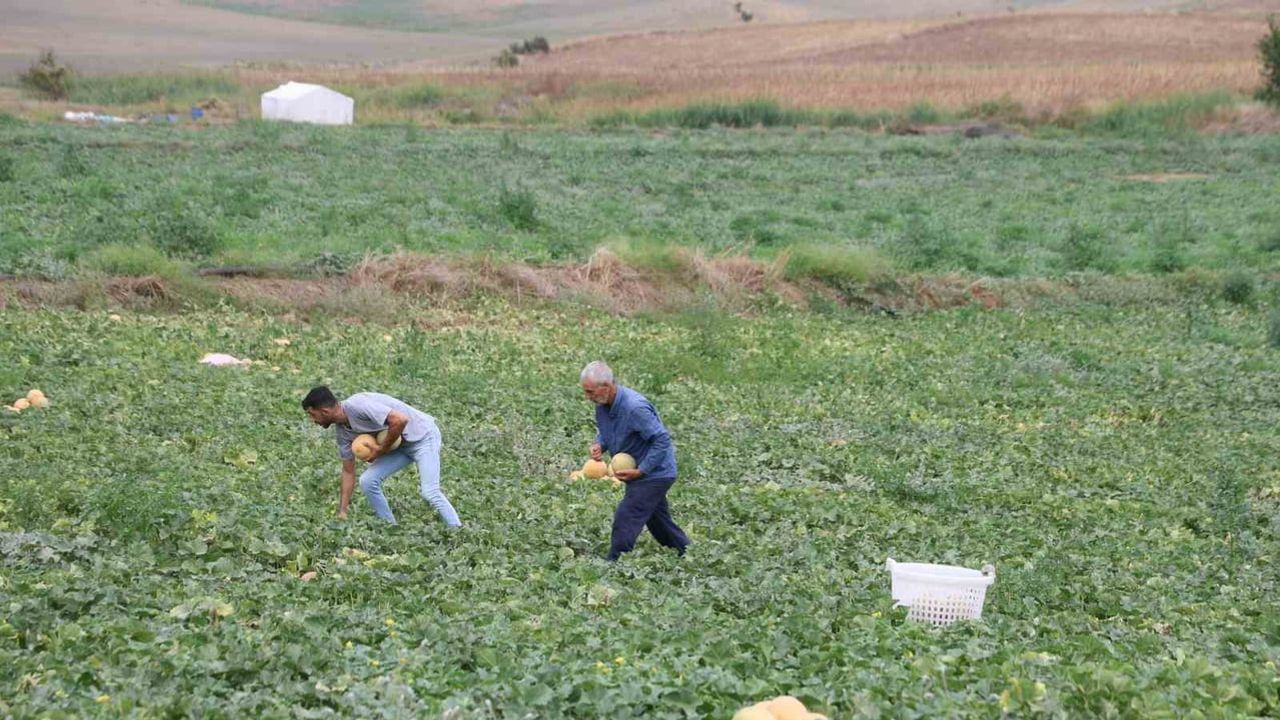 Adanalı üretici kavununu aracıya gerek kalmadan doğrudan pazarda satıyor